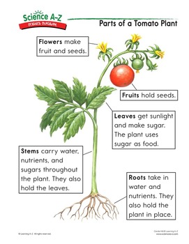 Labeled Tomato Plant Diagram Cromalinsupport
